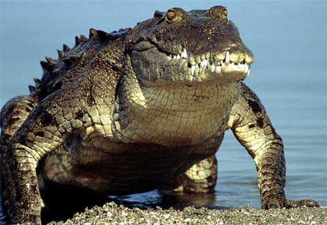 Un crocodile pétrifontain après le bain.
